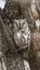 African Scops-Owl in Kruger National park