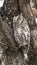 African Scops-Owl in Kruger National park
