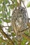 African scops owl (Otus senegalensis)