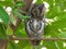 African Scops Owl (Otus senegalensis) in Kruger Park