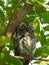 African Scops Owl (Otus senegalensis) in Kruger Park