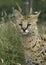 African Serval