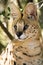 African serval