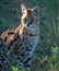 African Serval cat posing in early morning light