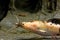 African sharptooth catfish