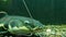 African sharptooth catfish. Aquarium fish