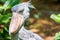 African Shoebill (Balaeniceps rex) also known as Whalehead or Sh