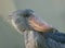 African shoebill bird