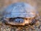 African Side-necked Turtle