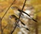 African Silverbill, lonchura cantans