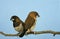 African Silverbill, lonchura cantans, Pair standing on Branch