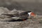 African Skimmer