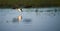 African Skimmer