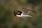 An African skimmer in flight