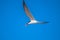 African Skimmer in Flight