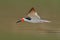 African Skimmer, Rynchops flavirostris, in fly. Action wildlife scene in African nature. Flying tern. Beautiful black and white