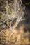 African Social Spider nest (Stegodyphus Dumicola) in the morning sun at Kruger National Park