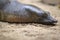 African softshell turtle