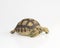 African species of tortoise Centrochelys sulcata isolated on white background. with clipping paths