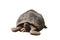 African species of tortoise, turtle Centrochelys sulcata isolated on the white background