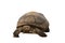 African species of tortoise, turtle Centrochelys sulcata isolated on the white background