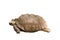 African species of tortoise, turtle Centrochelys sulcata isolated on the white background