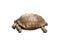African species of tortoise, turtle Centrochelys sulcata isolated on the white background
