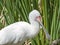 African Spoonbill