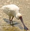 The African Spoonbill