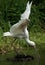 African spoonbill