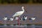 African Spoonbill amongst a flock of Pied Avocets.