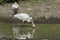 African Spoonbill Catching Food