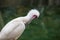 African spoonbill cleaning its plumage