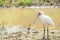 African spoonbill closeup standing on riverbank in nairobi national park in kenya,africa.