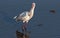 African spoonbill fishing in a waterhole on the Chobe River in n