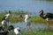 African spoonbill, glossy and sacred ibises and a spur-winged go