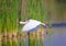 The African Spoonbill (Platalea alba)