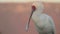 African spoonbill, Platalea alba