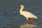 African Spoonbill - Platalea alba long-legged wading bird of the ibis and spoonbill family Threskiornithidae. White bird in the