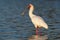 African Spoonbill - Platalea alba long-legged wading bird of the ibis and spoonbill family Threskiornithidae. White bird in the