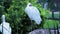 African Spoonbill trying to rest