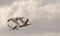 African Spoonbills flying
