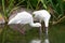 African Spoonbills (Platalea alba)