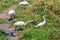 African spoonbills (Platalea alba) and Intermediate egret (Ardea intermedia) in Lake Manyara National Park