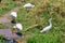 African spoonbills Platalea alba and Intermediate egret Ardea intermedia in Lake Manyara National Park, Tanzania