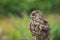 African spotted eagle-owl