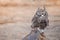 African spotted owl africanus bubo perched on a rock at a birds of prey show, South Africa