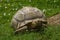 African Spur-thighed Tortoise