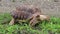 African Spurred hungry tortoise eating grass