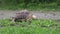 African Spurred hungry tortoise eating grass